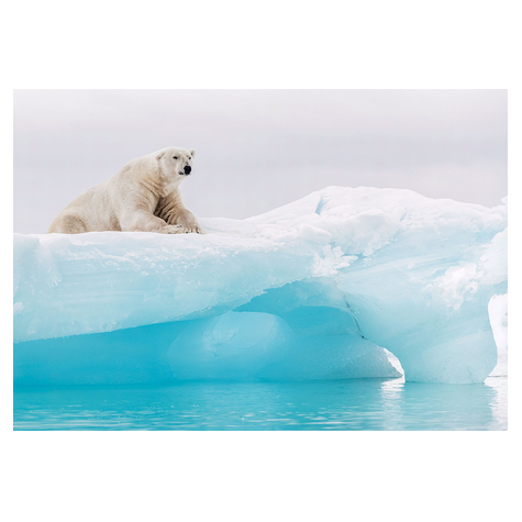 Papel De Parede Foto - Urso Polar Ártico - Tamanho 368 X 254 Cm